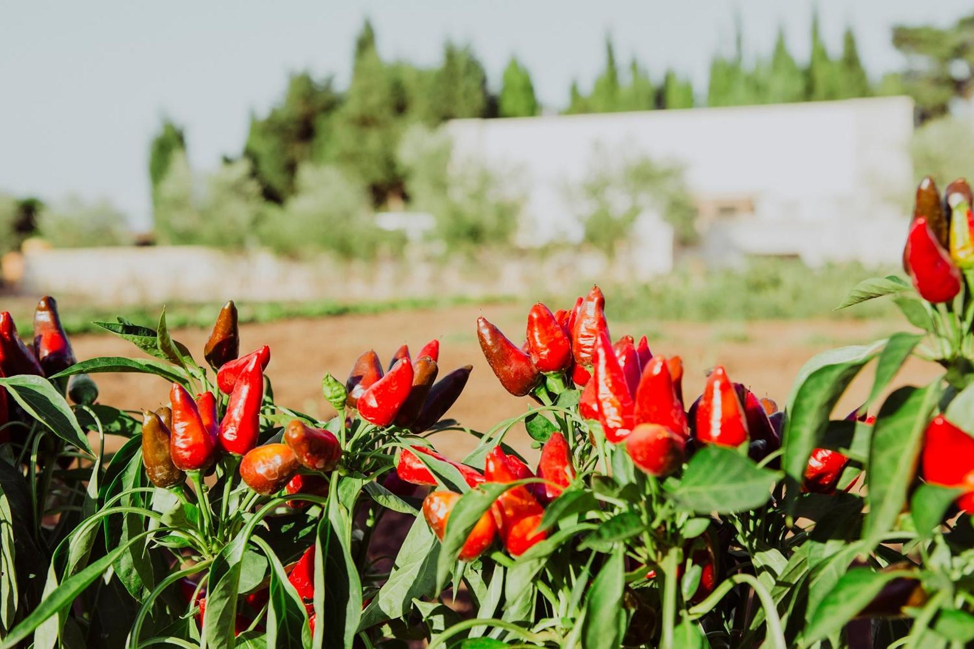 Masseria L'Uliveto Agri Resort Отранто Экстерьер фото
